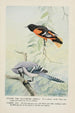 Goldie l'oriole de Baltimore Sammy le geai - Louis Agassiz Fuertes — vista dell’opera