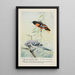 Goldie l'oriole de Baltimore Sammy le geai - Louis Agassiz Fuertes — quadro incorniciato alla parete