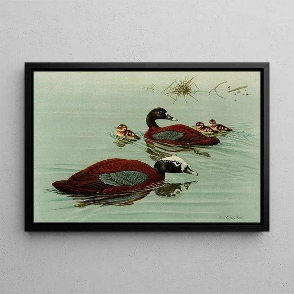 Louis Agassiz Fuertes - Hartlaubs Teal.webp