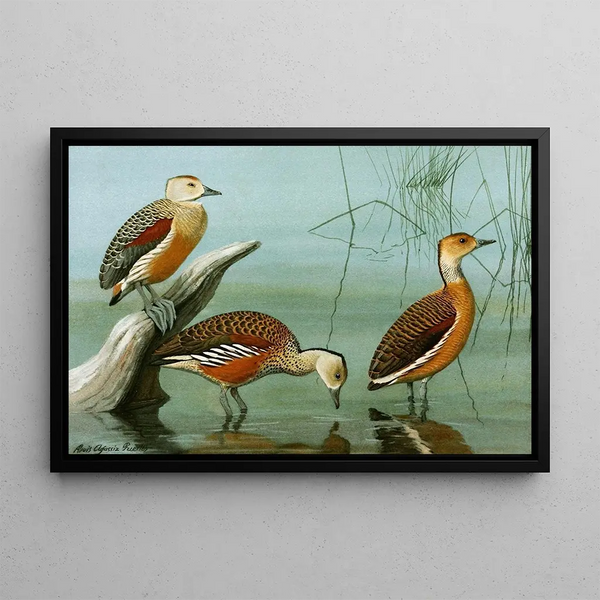 Dendrocygne siffleur, dendrocygne d'Amérique, dendrocygne fauve - Louis Agassiz Fuertes — quadro incorniciato alla parete