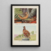 Longbill la bécasse Bob White - Louis Agassiz Fuertes — quadro incorniciato alla parete