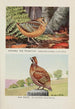 Longbill la bécasse Bob White - Louis Agassiz Fuertes — vista dell’opera