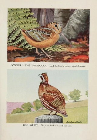 Louis Agassiz Fuertes - Longbill the Woodcock Bob White.webp