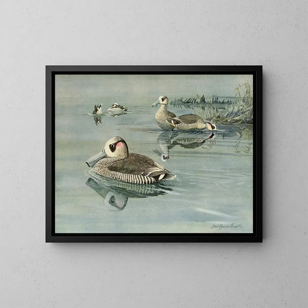Anatra con orecchie rosa - Louis Agassiz Fuertes — quadro incorniciato alla parete