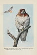 Redtail la Buse - Louis Agassiz Fuertes — vista dell’opera