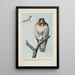 Redtail la Buse - Louis Agassiz Fuertes — quadro incorniciato alla parete