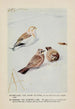 Snowflake il Bruant des neiges Wanderer l'Alouette hausse-col - Louis Agassiz Fuertes — vista dell’opera
