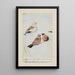 Snowflake il Bruant des neiges Wanderer l'Alouette hausse-col - Louis Agassiz Fuertes — quadro incorniciato alla parete