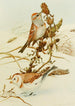 Bruant des arbres Snowflake - Louis Agassiz Fuertes — vista dell’opera