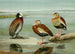 Dendrocygne a faccia bianca, Dendrocygne a ventre nero, Dendrocygne a petto grigio - Louis Agassiz Fuertes — vista dell’opera
