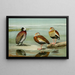 Dendrocygne a faccia bianca, Dendrocygne a ventre nero, Dendrocygne a petto grigio - Louis Agassiz Fuertes — quadro incorniciato alla parete