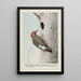 Yellow Wing le Pic flamboyant - Louis Agassiz Fuertes — quadro incorniciato alla parete