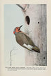 Yellow Wing le Pic flamboyant - Louis Agassiz Fuertes — vista dell’opera