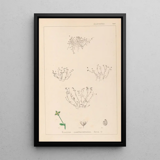 Louis Antoine Cusin - Herbier de la flore franaise Pl0002.webp