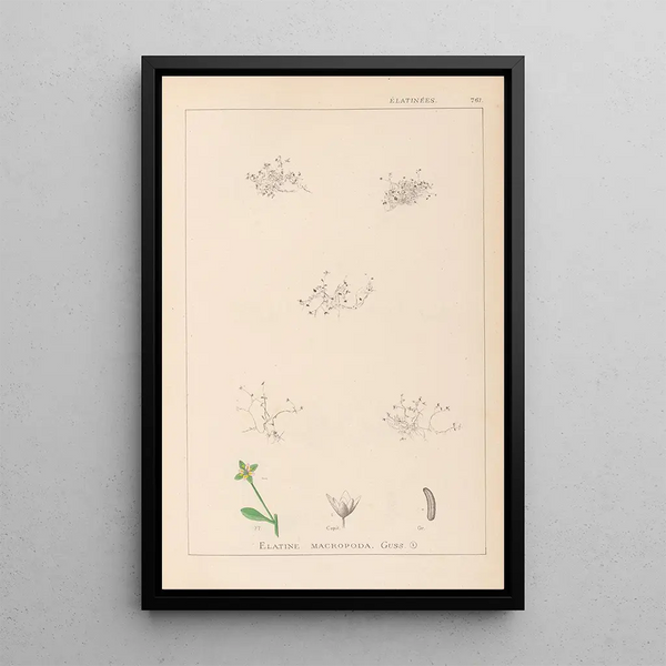 Louis Antoine Cusin - Herbier de la flore franaise Pl0003.webp