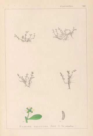 Louis Antoine Cusin - Herbier de la flore franaise Pl0005.webp