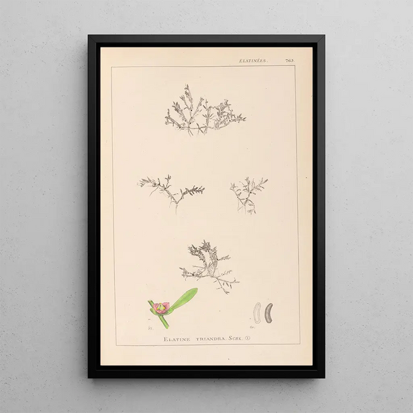 Louis Antoine Cusin - Herbier de la flore franaise Pl0007.webp