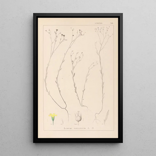 Louis Antoine Cusin - Herbier de la flore franaise Pl0010.webp