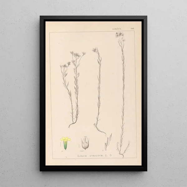 Louis Antoine Cusin - Herbier de la flore franaise Pl0011.webp