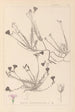 Herbier de la flore française Pl0016 - Louis Antoine Cusin — vista dell’opera