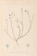Herbier de la flore française Pl0018 - Louis Antoine Cusin — vista dell’opera