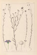 Herbier de la flore française Pl0019 - Louis Antoine Cusin — vista dell’opera