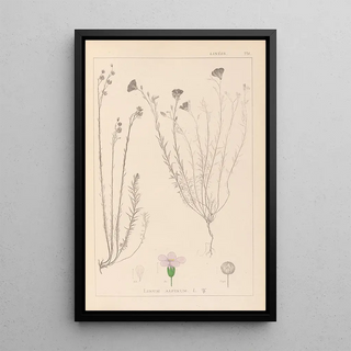 Louis Antoine Cusin - Herbier de la flore franaise Pl0020.webp