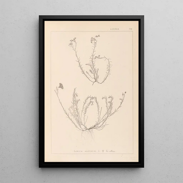 Louis Antoine Cusin - Herbier de la flore franaise Pl0021.webp