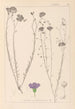 Herbier de la flore française Pl0022 - Louis Antoine Cusin — vista dell’opera