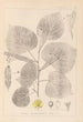 Herbier de la flore française Pl0025 - Louis Antoine Cusin — vista dell’opera