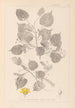 Herbier de la flore française Pl0026 - Louis Antoine Cusin — vista dell’opera