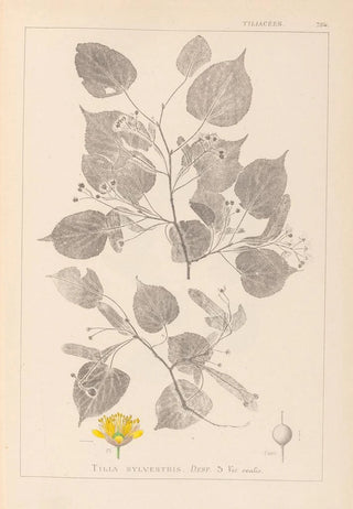 Louis Antoine Cusin - Herbier de la flore franaise Pl0026.webp