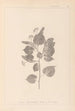 Herbier de la flore française Pl0027 - Louis Antoine Cusin — vista dell’opera