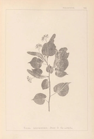 Louis Antoine Cusin - Herbier de la flore franaise Pl0027.webp