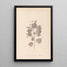 Herbier de la flore française Pl0027 - Louis Antoine Cusin — quadro incorniciato alla parete