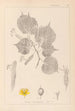 Herbier de la flore française Pl0028 - Louis Antoine Cusin — vista dell’opera