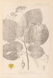Herbier de la flore française Pl0029 - Louis Antoine Cusin — vista dell’opera