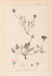 Herbier de la flore française Pl0031 - Louis Antoine Cusin — vista dell’opera