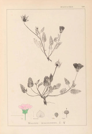 Louis Antoine Cusin - Herbier de la flore franaise Pl0031.webp