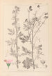 Herbier de la flore française Pl0032 - Louis Antoine Cusin — vista dell’opera