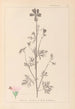 Herbier de la flore française Pl0033 - Louis Antoine Cusin — vista dell’opera
