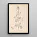 Herbier de la flore française Pl0033 - Louis Antoine Cusin — quadro incorniciato alla parete