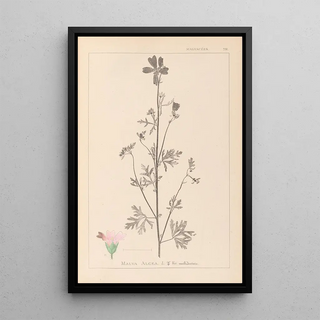Louis Antoine Cusin - Herbier de la flore franaise Pl0033.webp