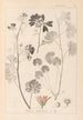 Herbier de la flore française Pl0035 - Louis Antoine Cusin — vista dell’opera