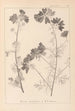 Herbier de la flore française Pl0036 - Louis Antoine Cusin — vista dell’opera