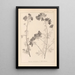 Herbier de la flore française Pl0036 - Louis Antoine Cusin — quadro incorniciato alla parete