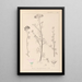 Herbier de la flore française Pl0037 - Louis Antoine Cusin — quadro incorniciato alla parete