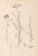Herbier de la flore française Pl0037 - Louis Antoine Cusin — vista dell’opera