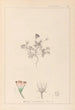 Herbier de la flore française Pl0038 - Louis Antoine Cusin — vista dell’opera