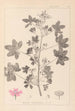 Herbier de la flore française Pl0039 - Louis Antoine Cusin — vista dell’opera